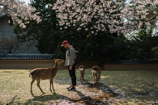 Man feeding deer under cherry blossoms in Nara Park Japan