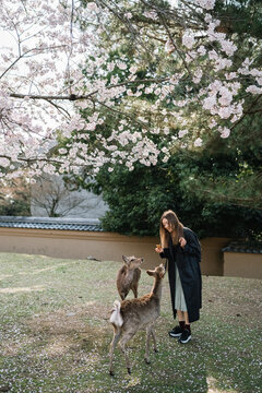 Young woman feeding deer under cherry blossoms in Nara Park Japa