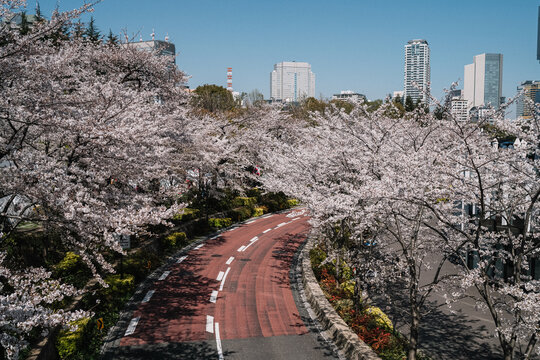 Curved empty street lined with blooming cherry trees in Tokyo Ja