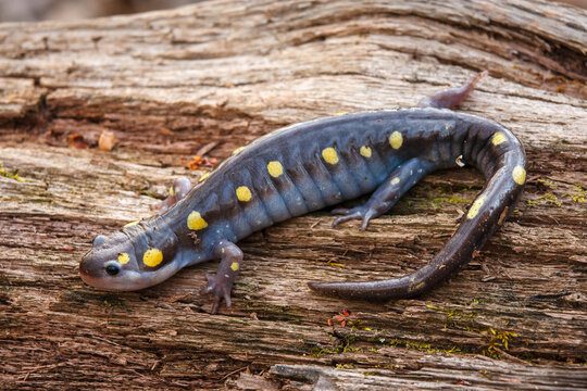 Spotted salamander (Ambystoma maculatum) on a rotting log