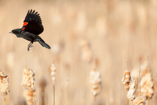Male Red-winged Blackbird (Agelaius phoeniceus) in flight