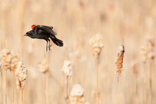 Red-winged Blackbird flying among marsh cattails