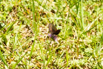 Papillon erebia montanus ou Moir&eacute; des montagnes de couleur sombre &agrave; reflets iris&eacute;s butinant le nectar d'une fleur de scabieuse (Scabiosa Knautia)
