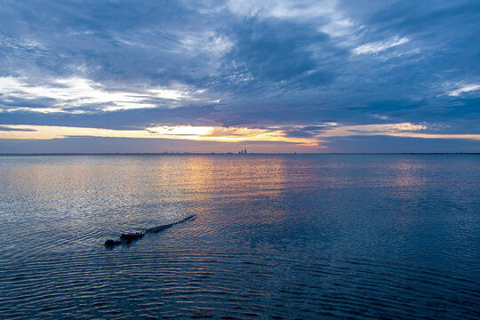 An American Alligator in Mobile Bay