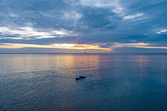 An American Alligator in Mobile Bay