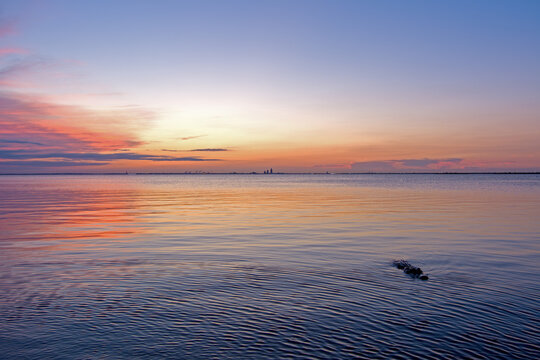 An American Alligator in Mobile Bay