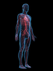3D Rendering Of The Arteries Of A Man In Detail