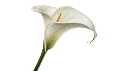 White calla lily stands tall with smooth petals and a green stem isolated on transparent background cut out © Ivan