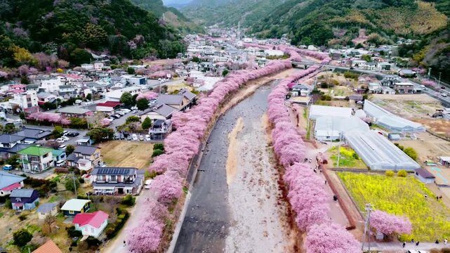 川沿いにずらーっと並んで咲いた満開の桜を空撮