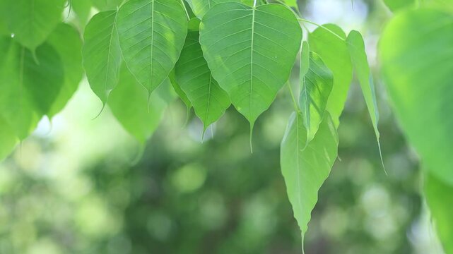 Fresh green Bodhi leaves swaying in soft breeze with natural sunlight, creating a calm background, peaceful atmosphere. Perfect for nature, meditation, and environmental themes