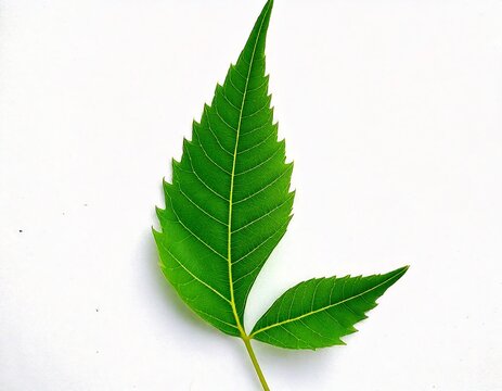 Single neem leaf isolated on white background, azadirachta indica, ayurveda herb ai generate.jpg