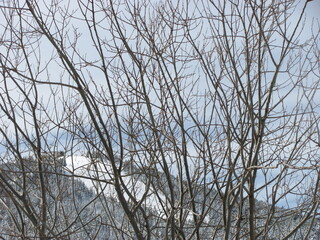 Bare Tree Branches Against Winter Sky Minimal Nature Background