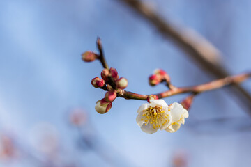 白色の梅の花と枝のクローズアップ07.
