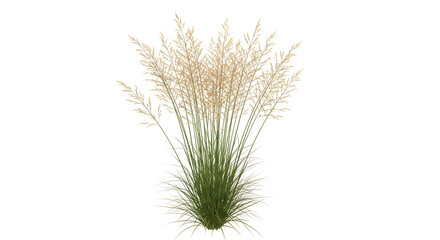 Fototapeta premium Light beige ornamental grass isolated on white background. 
