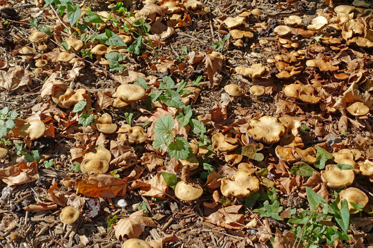 quelques champignons le Marasme des Or&eacute;ades