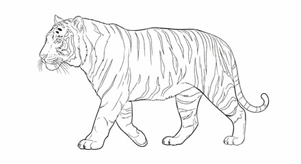 Fototapeta premium Black and white line drawing of a tiger walking with its tail curled
