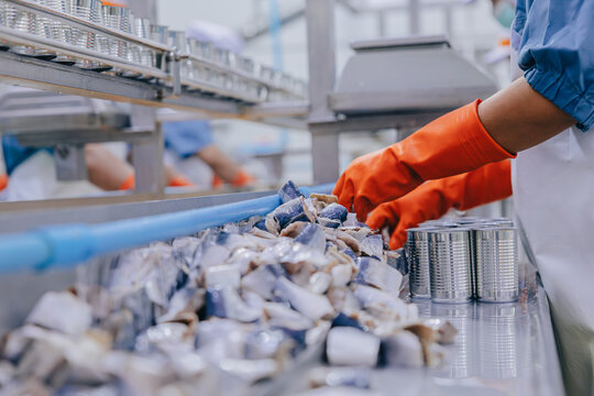 Food cannery industry hygiene worker packing processed fish in tin can at line, Canned food factory