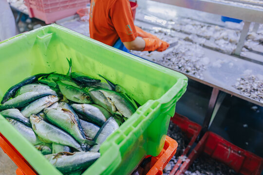 Fresh fish at process line in seafood factory industry, Canned fish factory, Food processing plant.