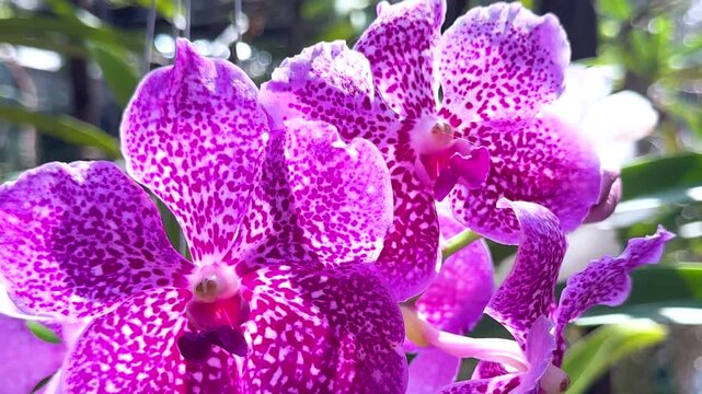 Close Up of Vibrant Purple Spotted Vanda Orchids in Sunlight