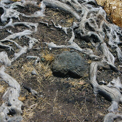 Very old large tree roots in a forest