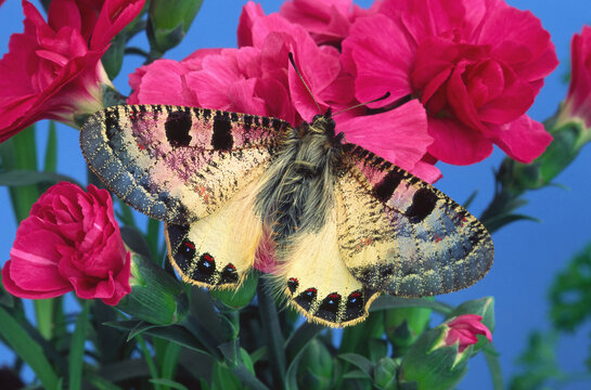 S&uuml;dlicher Apollofalter, Archon apollinus, mit ge&ouml;ffneten Fl&uuml;geln  auf rosa Nelkenbl&uuml;ten