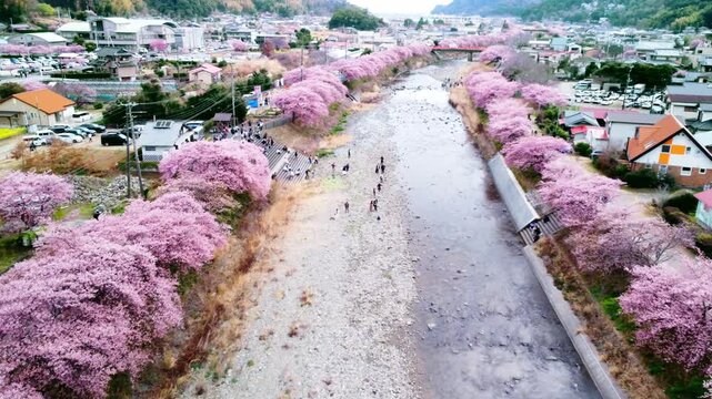 川沿いにずらーっと並んで咲いた満開の桜を空撮