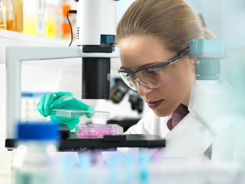 Cell Research, Scientist placing a multi well plate under the microscope ready to examine cells in the laboratory