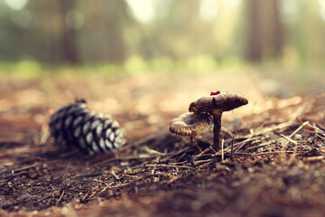 mushrooms grow in the forest in springtime