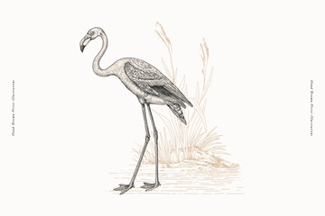 Vintage hand-drawn illustration of flamingo standing near water with reeds on white background. Ornithology and wetland nature theme. Design for poster, print, label, card, template, wall art. © KOSIM