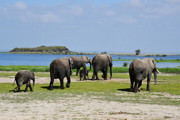 Fototapeta premium A head of elephants walking away in Kenya