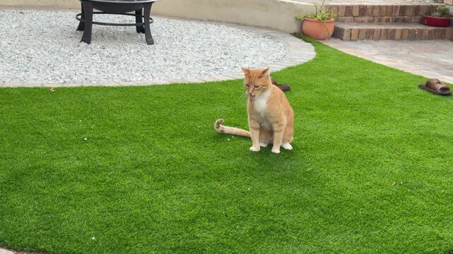 A ginger cat throws up while standing on fake grass.