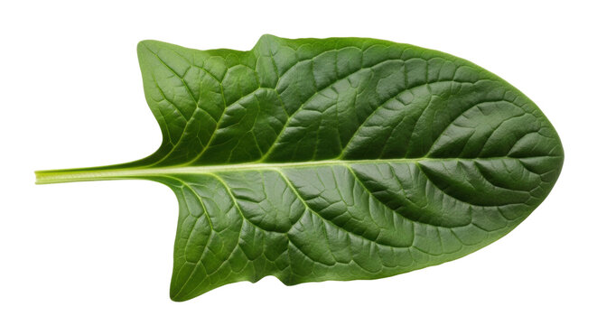 Isolated spinach leaf with veins, healthy greens for salads and food preparation uses