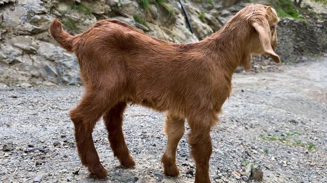 alone baby lamb goat kid scenic cute brown in farm animal Iran Kurdistan rural village countryside herding livestock grazing meadow mountain hillside pastoral nature wildlife agriculture small mamma