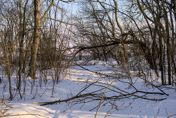 Broken branches and trees in the park after a storm in February