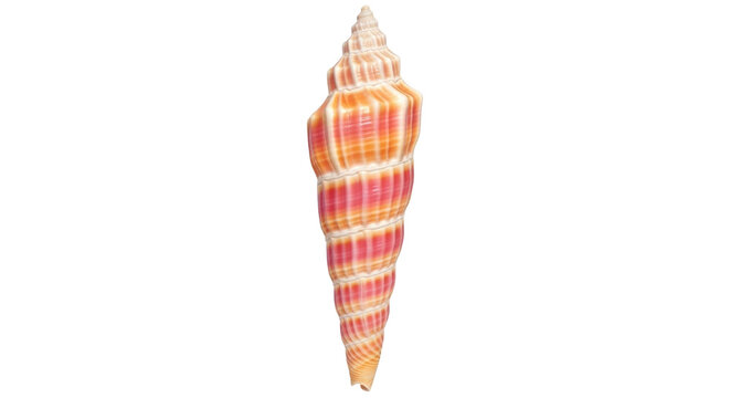 Isolated sea shell, spiral shape, pink and orange stripe pattern, natural beauty, ocean life