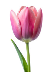 tulip	