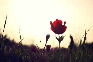 Close up image of flowers blooming in meadow