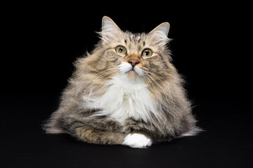 long hair cats portrait © muhammad