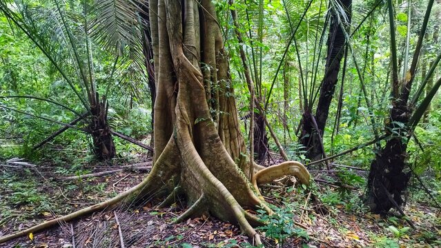 Massive buttress roots of a giant tropical tree in a lush green rainforest jungle environment.