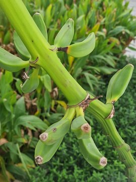 Bananenpalme. Fruchtst&auml;nde h&auml;ngen vom Baum. Bananenbl&uuml;te. Tropische Szene. Nat&uuml;rliche Umgebung. Strahlendes Gr&uuml;n. Fotografie der &uuml;ppigen Natur. Minimalistischer Ansatz. Vegetarische Nahrung. Veganes.