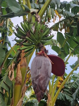 Bananenpalme. Fruchtst&auml;nde h&auml;ngen vom Baum. Bananenbl&uuml;te. Tropische Szene. Nat&uuml;rliche Umgebung. Strahlendes Gr&uuml;n. Fotografie der &uuml;ppigen Natur. Minimalistischer Ansatz. Vegetarische Nahrung. Veganes.