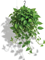 Fototapeta premium A lush green hanging plant with vines and leaves against a white background