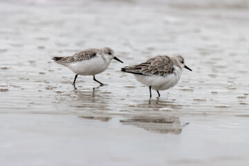 Obraz premium three-toed sandpiper