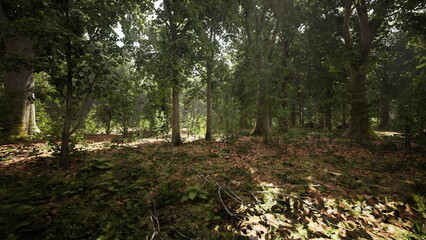 In a serene forest, gentle sunlight breaks through the leaves, illuminating a peaceful scene.