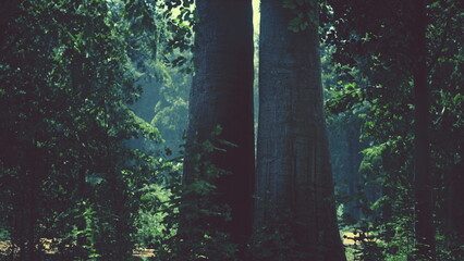 Two majestic trees rise closely together, embracing sunlight filtering through the dense forest canopy. The peaceful atmosphere invites tranquility and reflection.