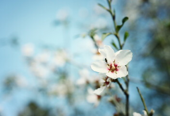 background of spring almond blossoms tree. selective focus