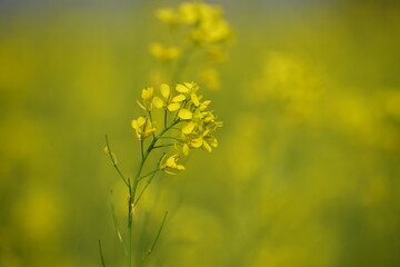 Obraz premium Mustard Flower Close-Up - Golden Beauty of Rural Fields. A close-up view of mustard flowers reveals the delicate structure and vibrant yellow petals that brighten winter landscapes across Bangladesh. 