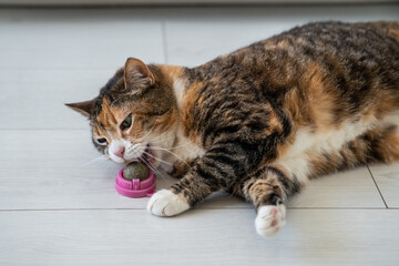 Fototapeta premium Calico cat chews on ball containing catnip with natural herbal ingredients. Nepeta contains the essential oil nepetalactone, which when inhaled causes short-term euphoria, playfulness, and relaxation.