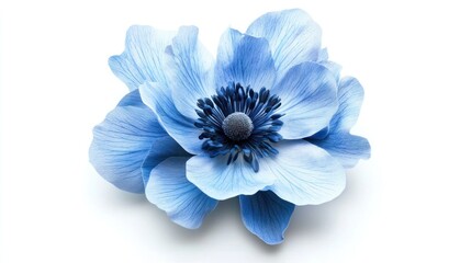 Obraz premium Single light blue anemone flower isolated on white background.