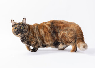 munchkin cat portrait © muhammad